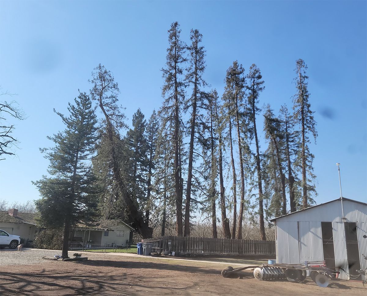 A row of trees in front of a white building