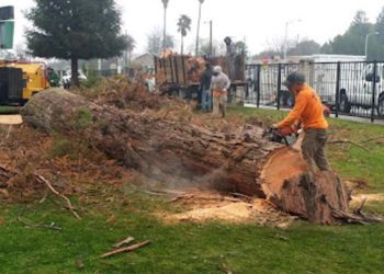 A man is cutting a large tree stump with a chainsaw.