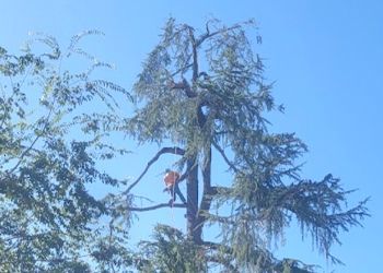 A man is climbing a tree with a chainsaw.