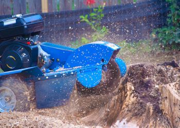 A blue stump grinder is cutting a tree stump in a yard.