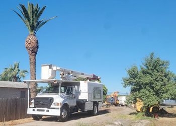 A white truck is parked in front of a palm tree.