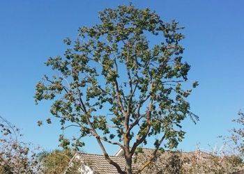 A tree with lots of leaves against a blue sky in front of a house.