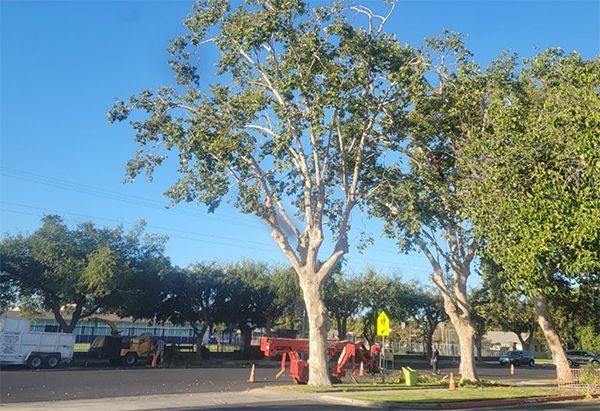 A row of trees in a park with a playground in the background.