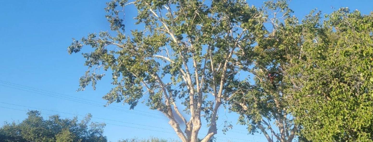 A tree with lots of leaves against a blue sky.