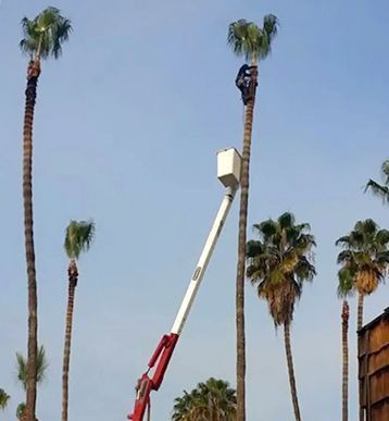 A white truck with a bucket on top of it is parked next to a palm tree