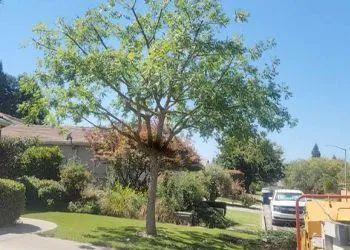 A tree is being cut down in front of a house in a residential neighborhood.