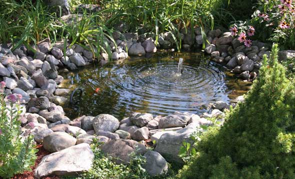 Aquatic garden in a home backyard.