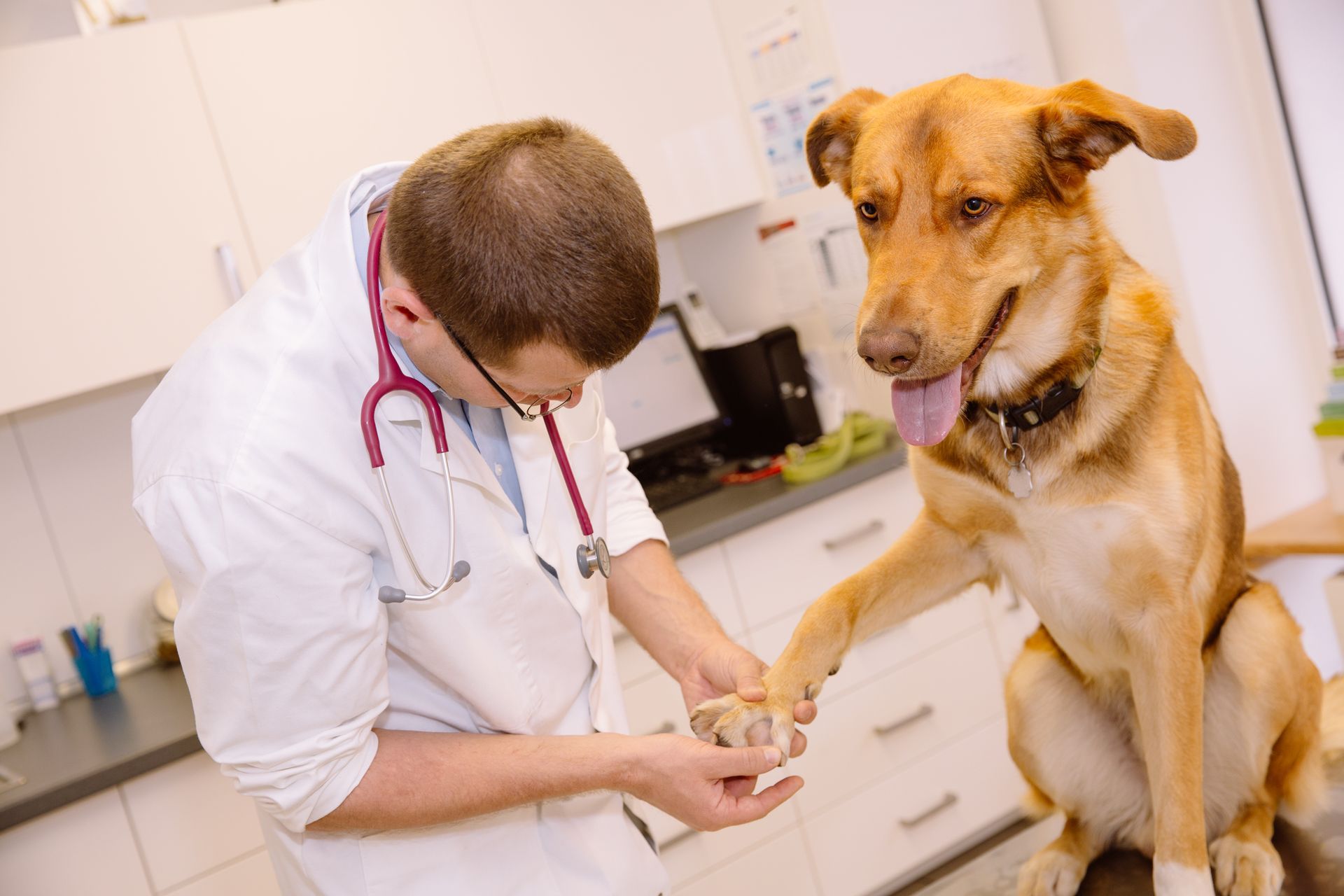 Ein Tierarzt untersucht die Pfote eines braunen Hundes in einem Untersuchungsraum; der Hund sitzt auf einem Tisch.