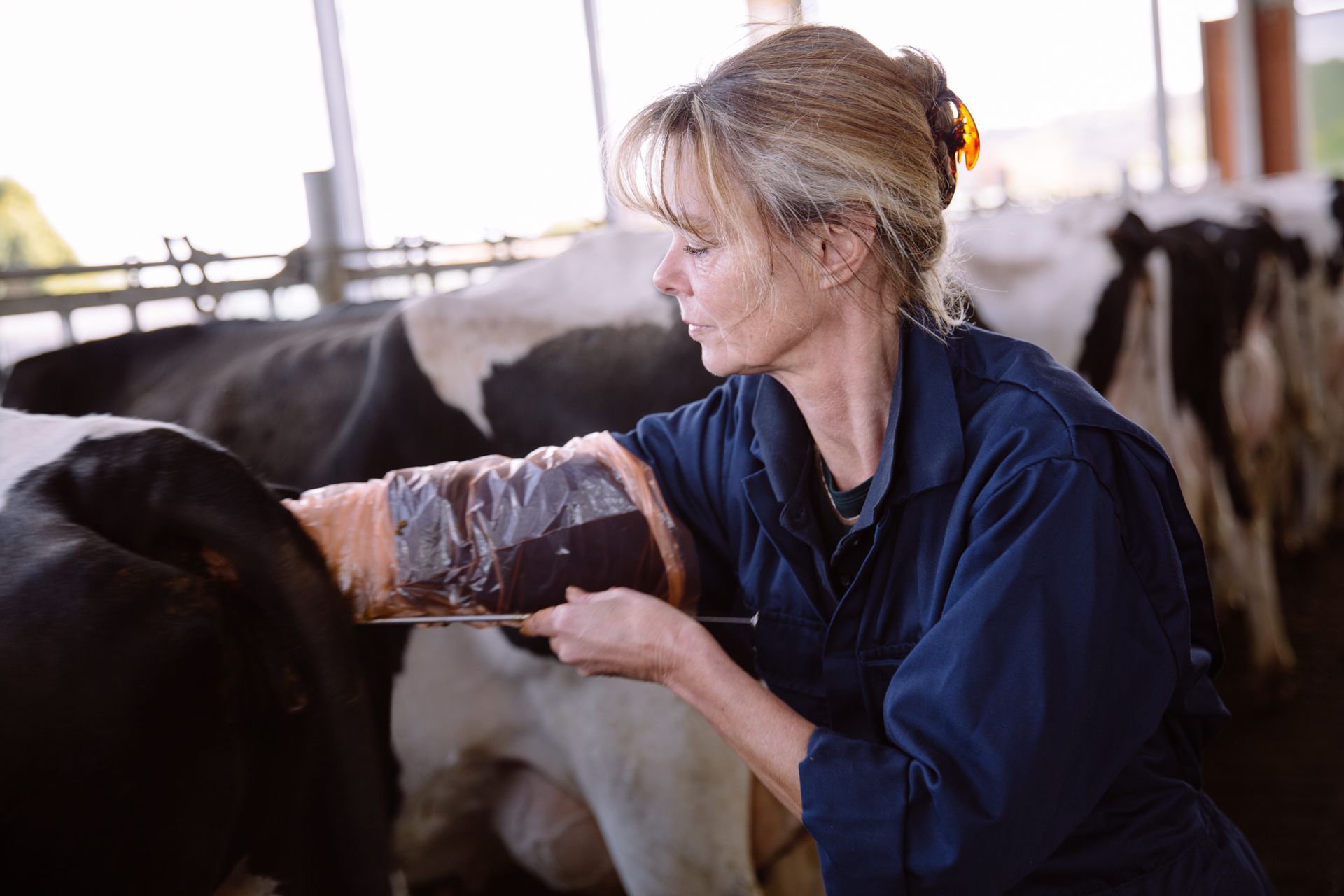 Eine Frau in blauem Overall untersucht das Euter einer Kuh in einem Stall. Im Hintergrund sind weitere Kühe zu sehen.