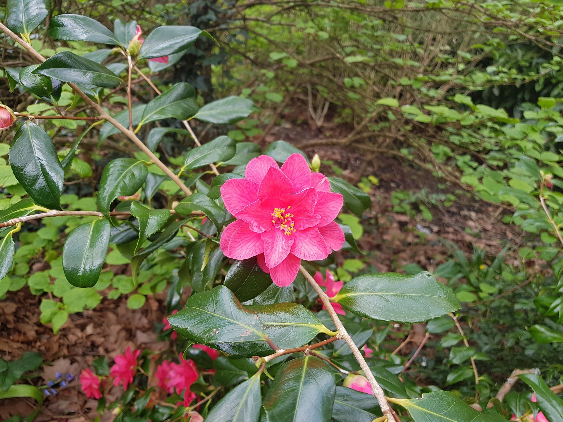A Pink Camelia