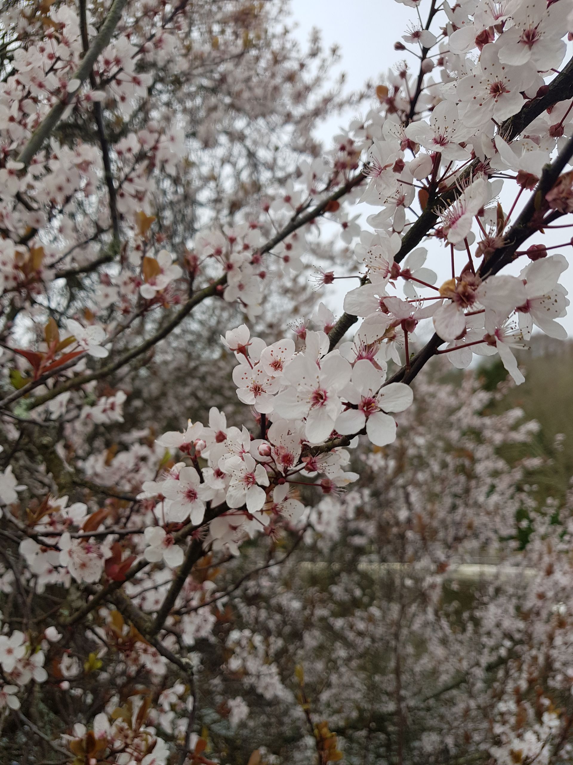 A White Prunus Spinosa