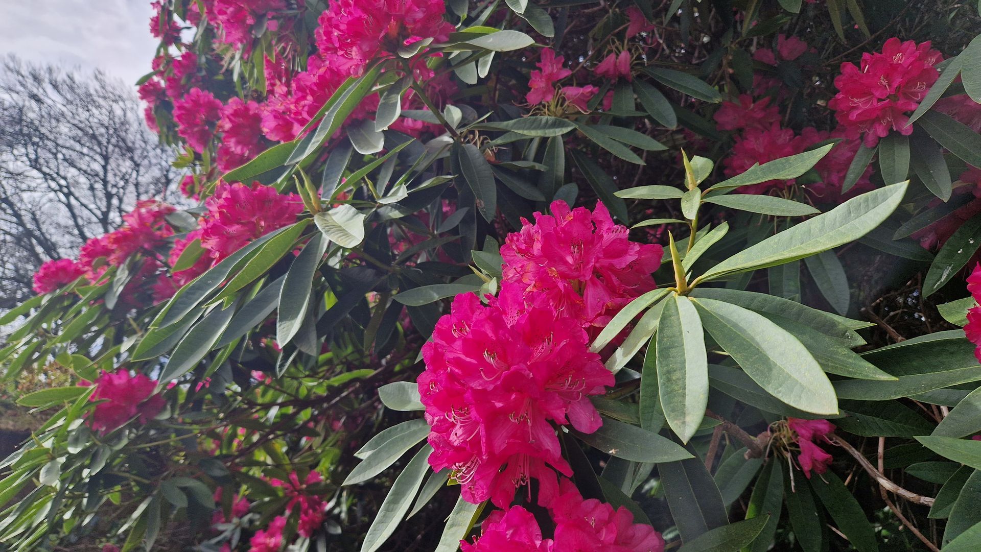 A Pink Rhododendron