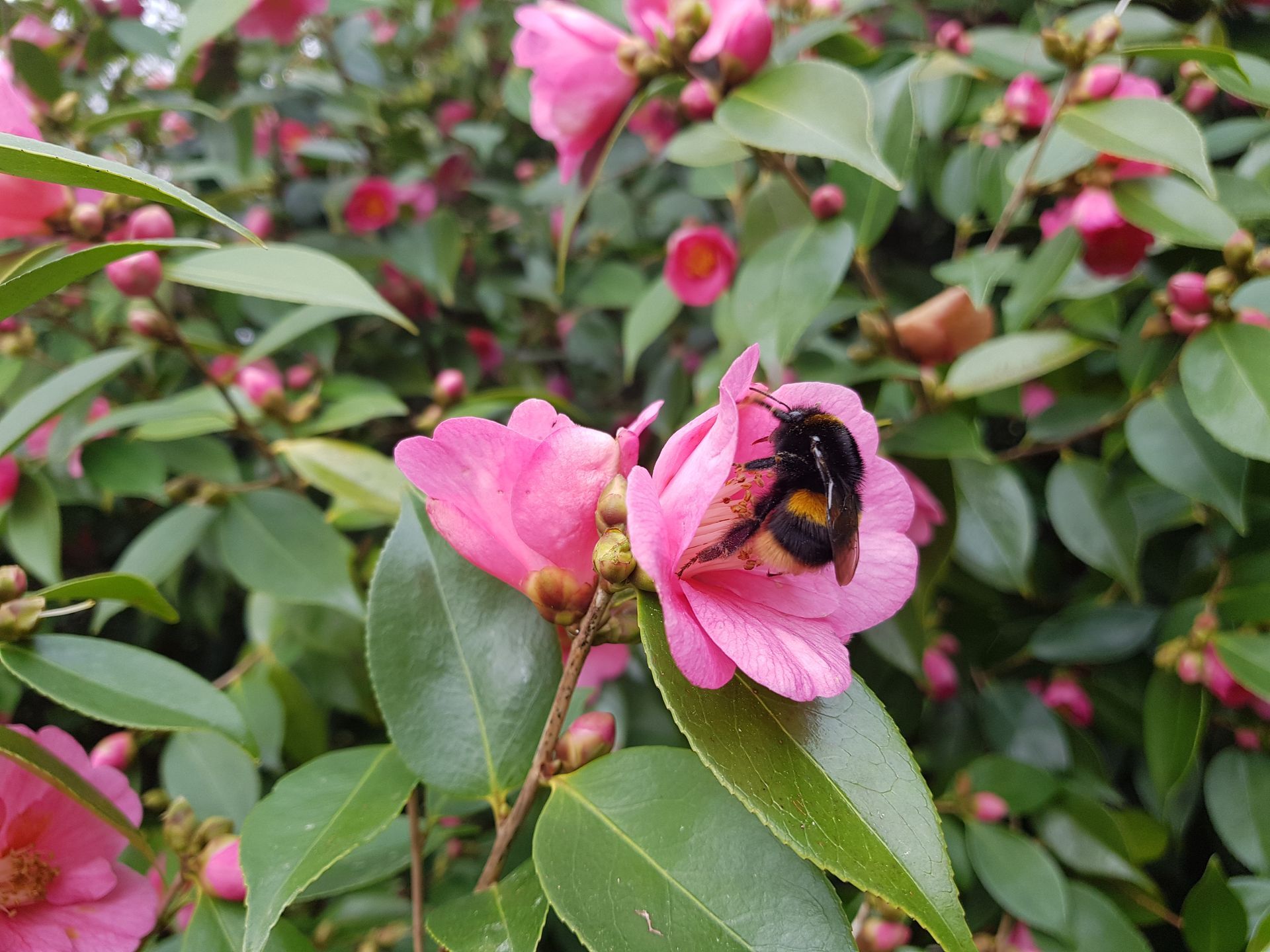 A bee on pink flower.