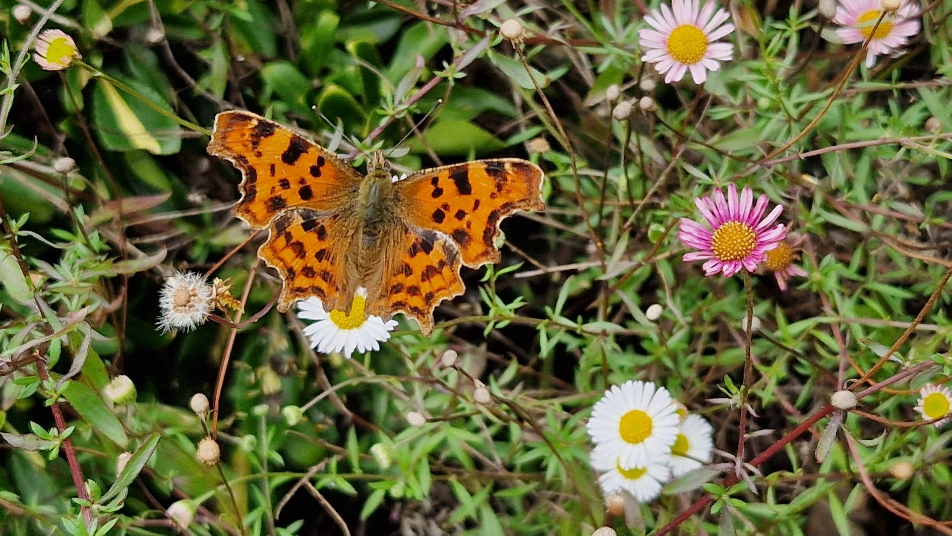 A butterfly on some flowers.