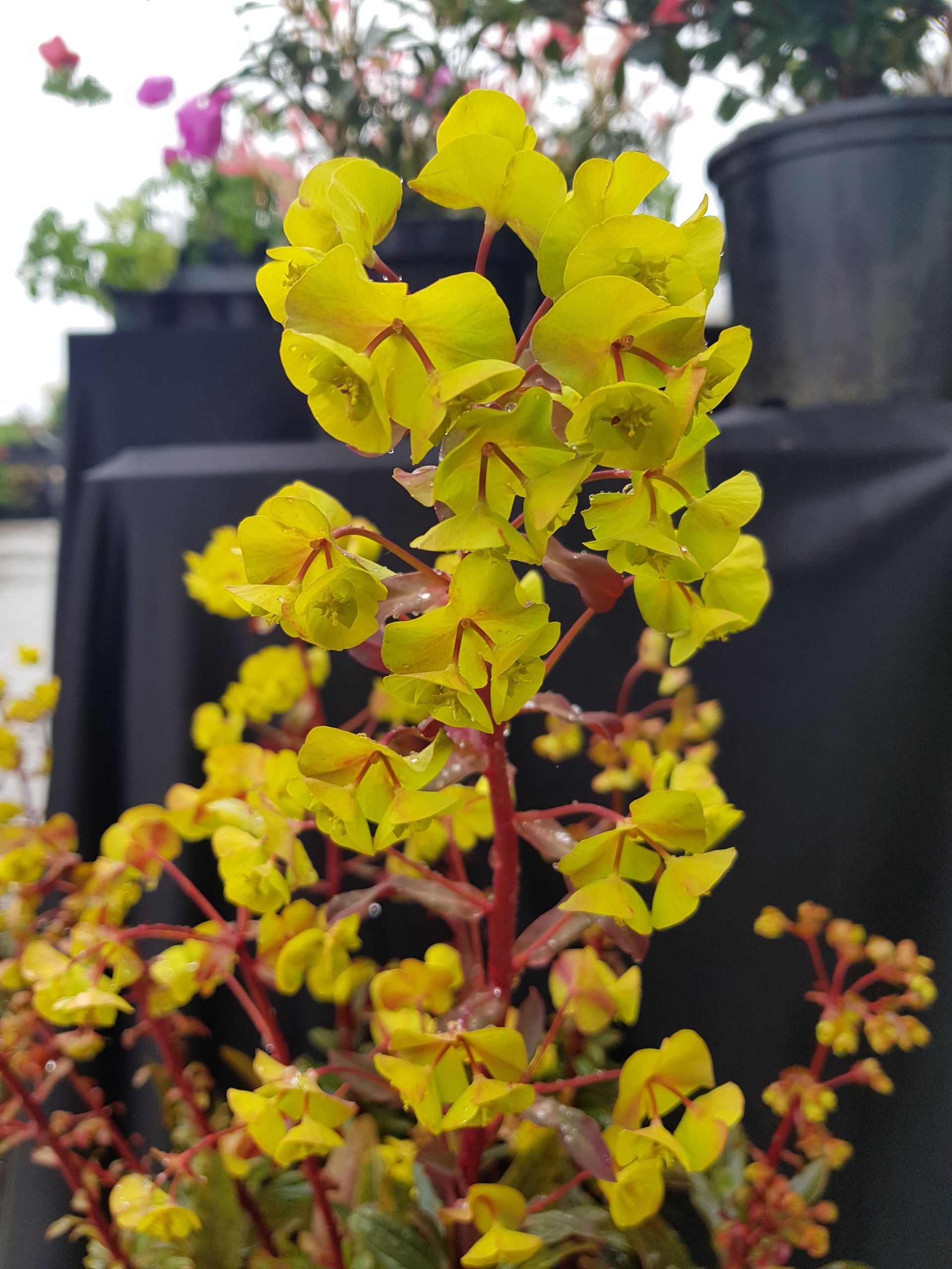 A Yellow Euphorbia