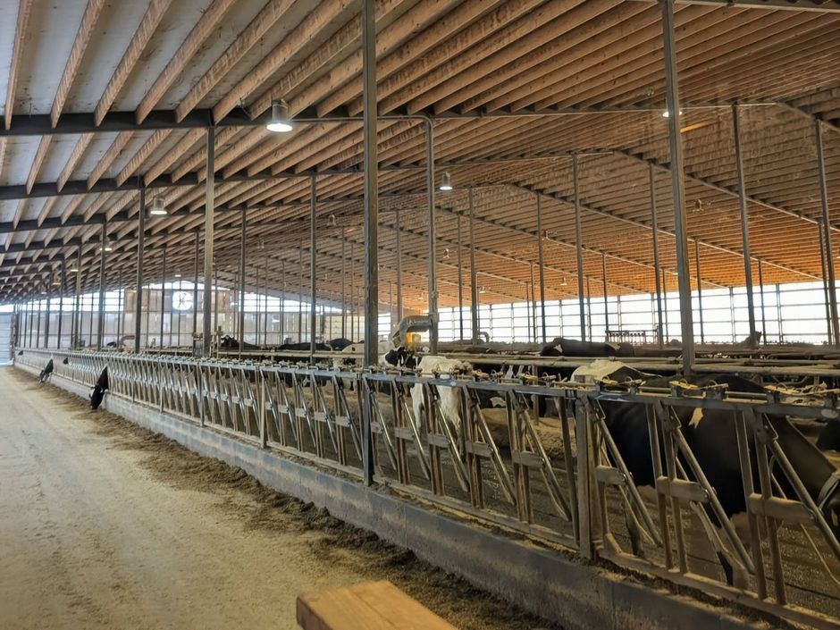Cattle feeding line inside a large barn with metal stalls and a dirt floor