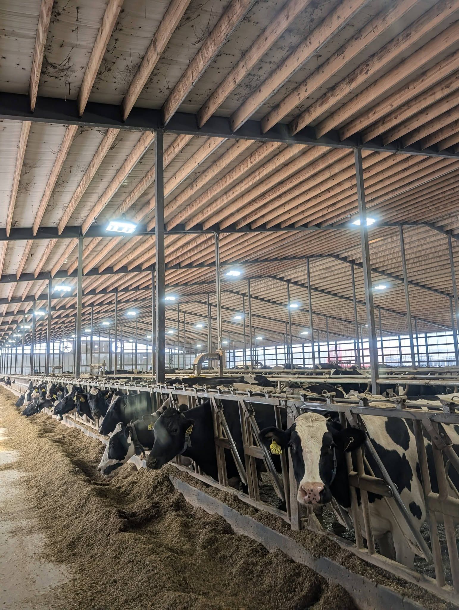 Cattle in a large barn with metal rails, dirt floor, and a high wooden roof under bright lights