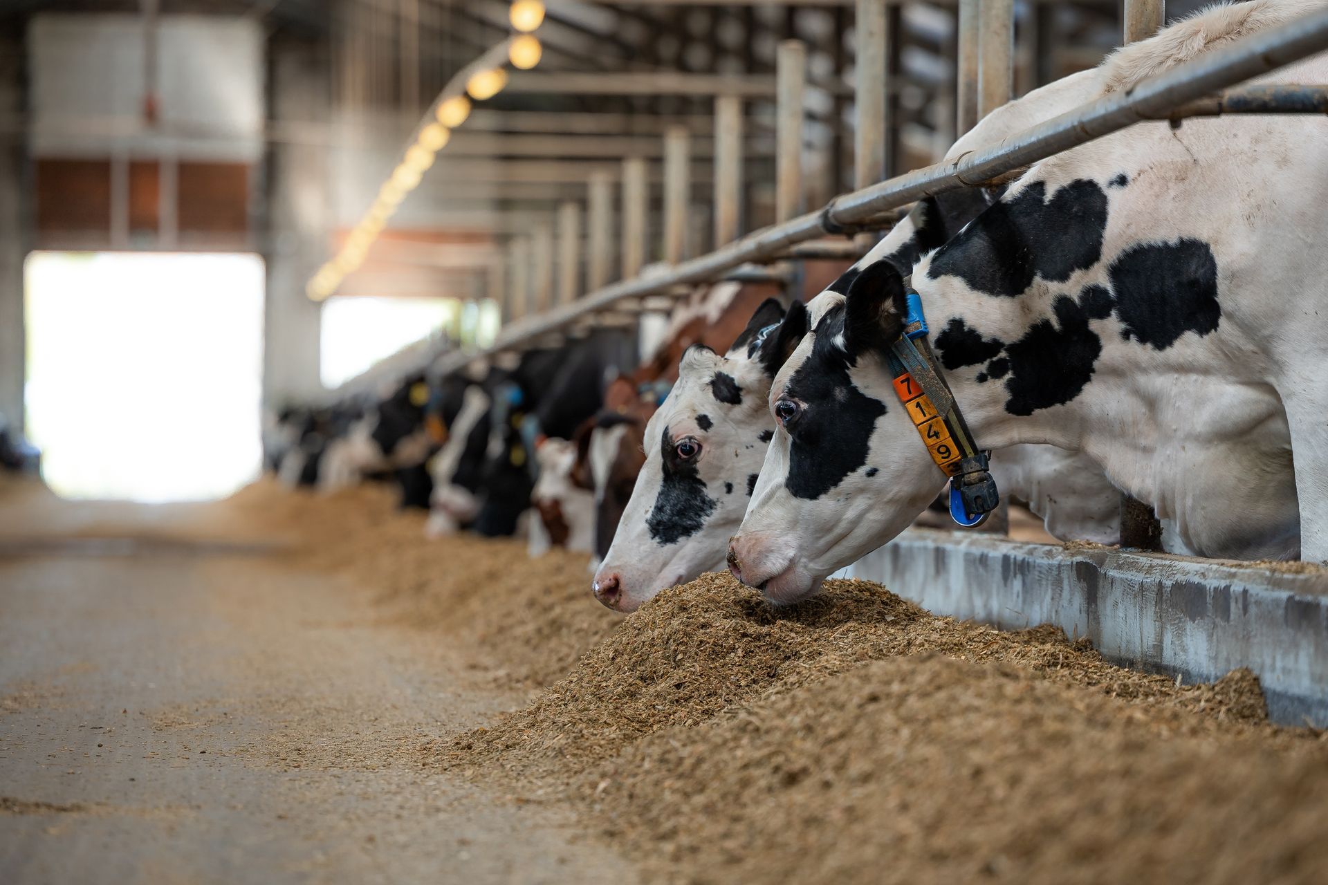 Cows feeding at a barn trough, with one black-and-white cow in the foreground.