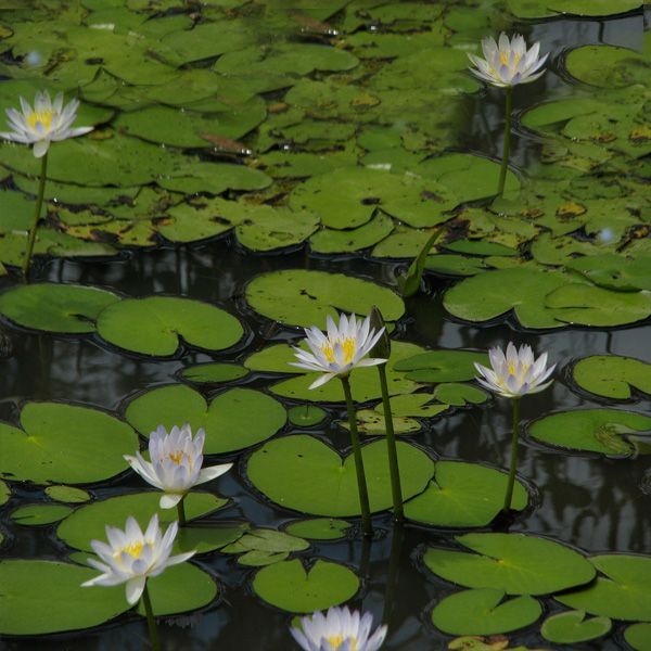 ALGAE + WEED CONTROL