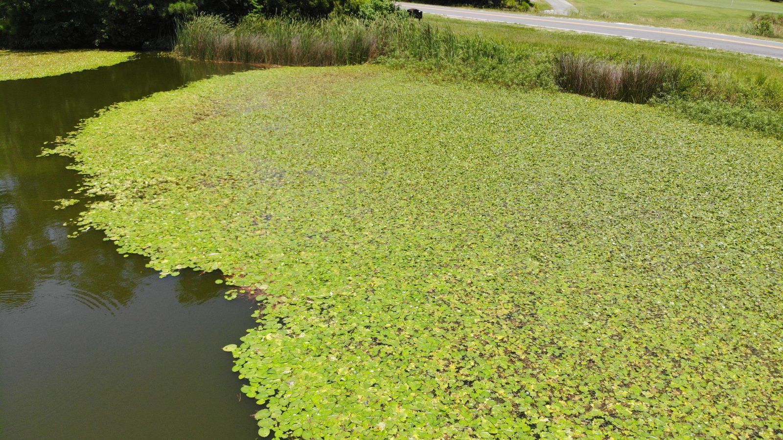 ALGAE + WEED CONTROL