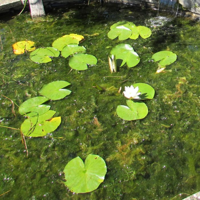 ALGAE + WEED CONTROL