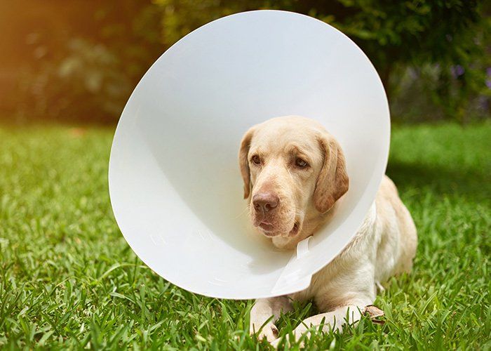 Animal Hospital — Ongoing Therapy For Dog In Tulsa, OK