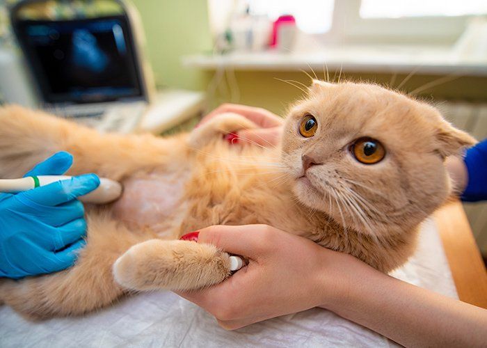 Cat Clinic — Ultrasound Examination Of The Cat's Abdomen In Tulsa, OK