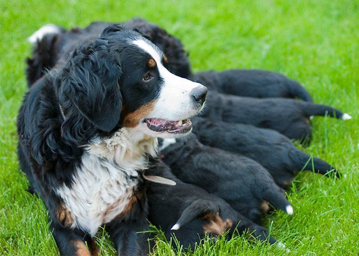 Veterinary Clinic — Dog With Her Little Puppies In Tulsa, OK