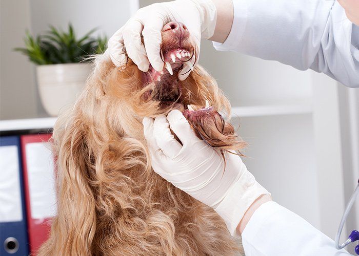 Closest Vet To Me — Dog During Mouth Examination In Tulsa, OK