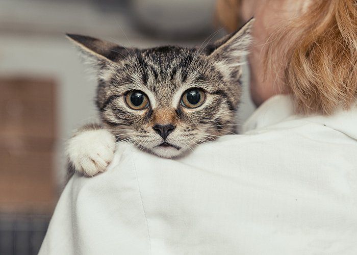 Kitten Vaccination — Small Kitten Into The Hands Of The Physician In Tulsa, OK