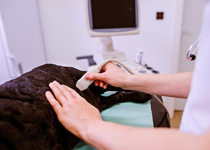 Dog Clinic — Dog Having Ultrasound Scan At Veterinary Clinic In Tulsa, OK