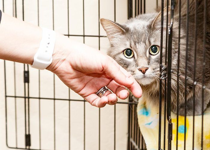 Declawing Cats — Cat in Cage In Tulsa, OK