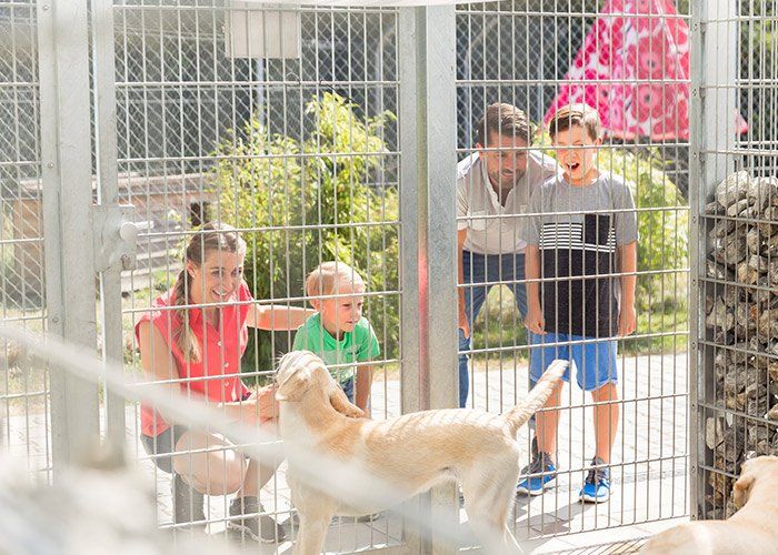 Animal Hospital— Family Getting To Know Dogs In Animal Shelter In Tulsa, OK