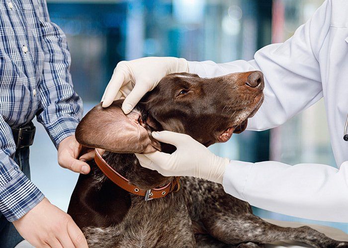 Care Animal Hospital — Veterinarian Examines The Dog's Ear In Tulsa, OK