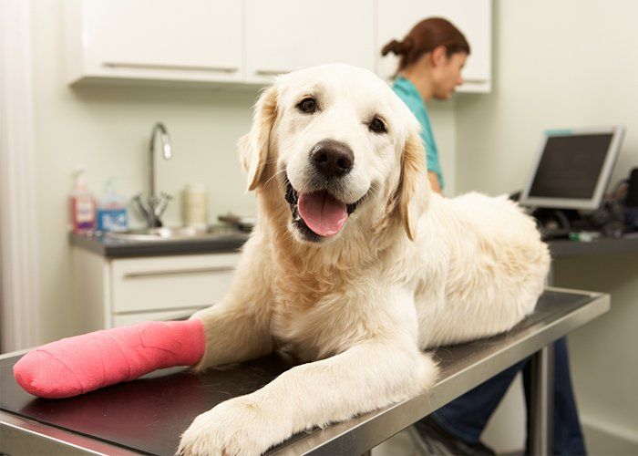 Dog Vet — Therapist Examining Dog In Tulsa, OK