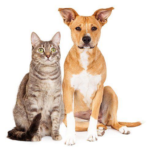 Local Veterinarians — Cat And Dog In Tulsa, OK