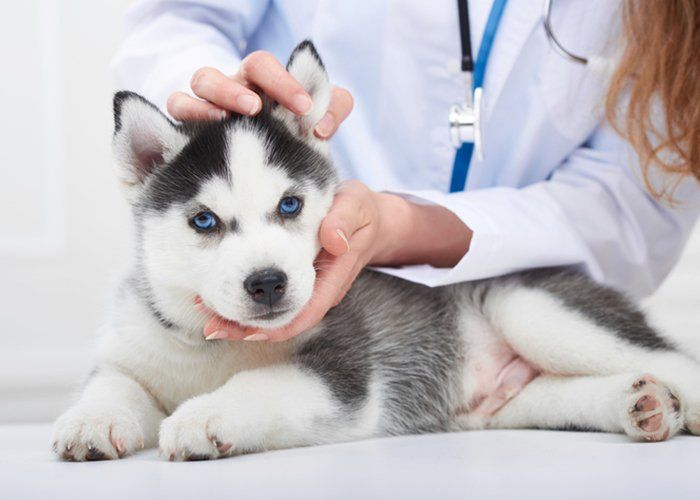 Therapy For Dog — Veterinarian Examining Little Husky Puppy In Tulsa, Ok