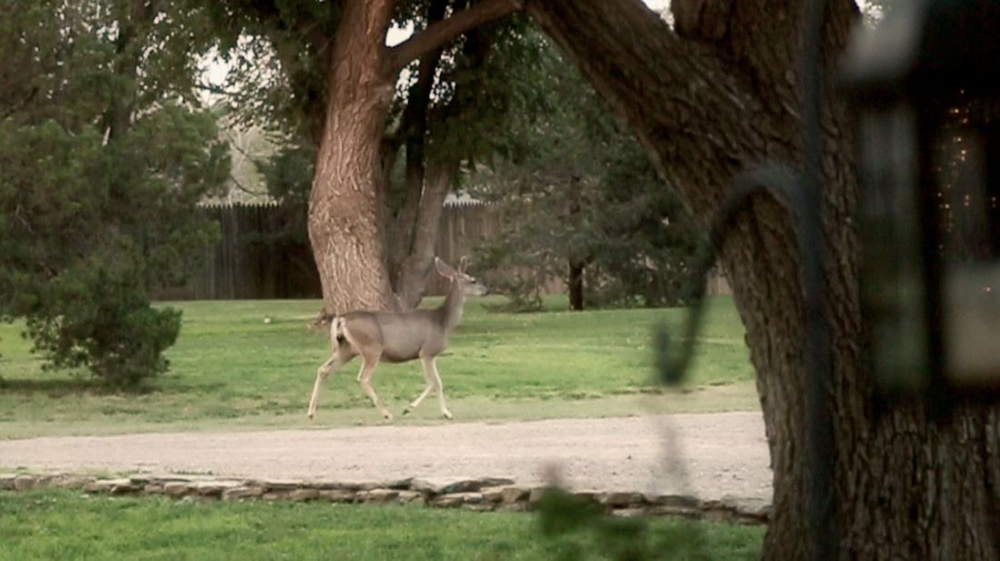 A deer is standing under a tree in a park.