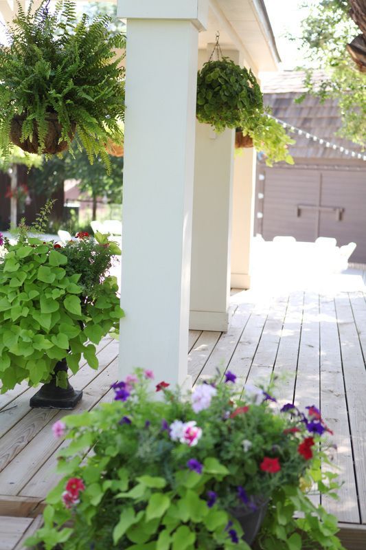 A porch with flowers and ferns on it