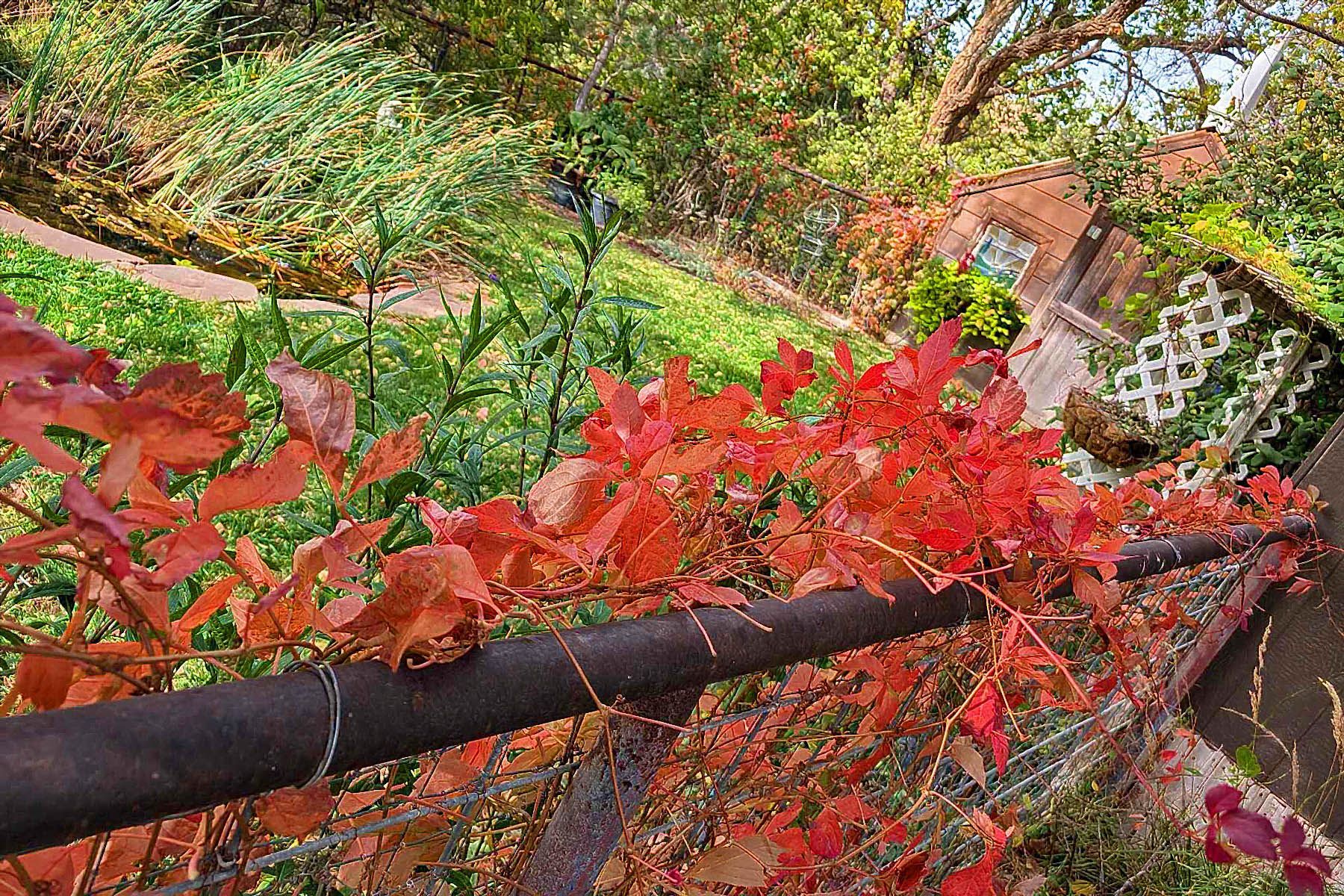 A close up of a tree branch with red leaves.