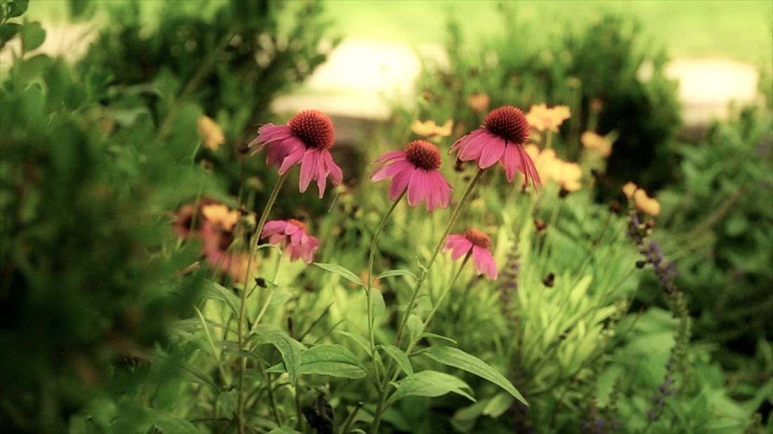 A bunch of flowers are growing in a garden.