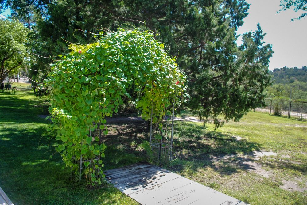 A tree with lots of green leaves is in the middle of a park.