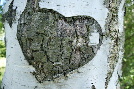 A heart is carved into the bark of a tree.