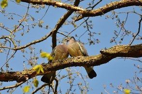 Two birds are perched on a tree branch.