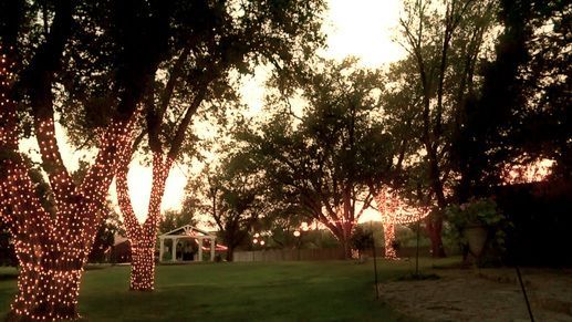 A bunch of trees are decorated with christmas lights