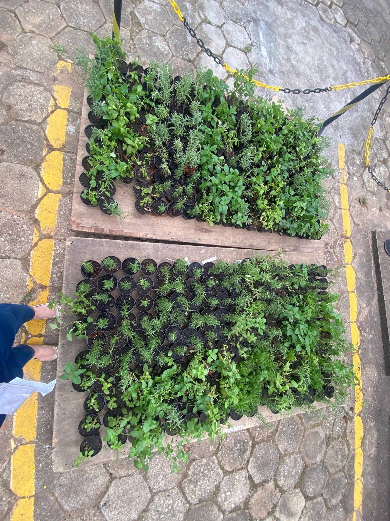 Uma pessoa está de pé sobre um palete de madeira cheio de plantas em vasos.