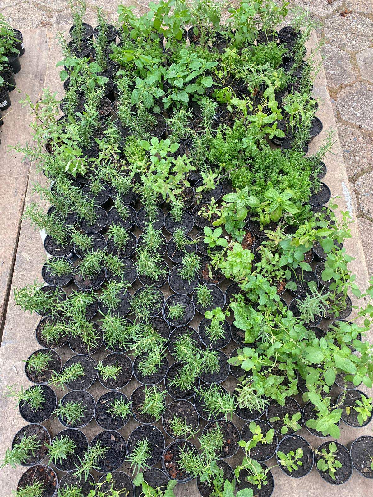 Uma bandeja com plantas em vasos sobre uma mesa.