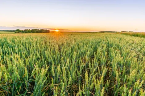 O sol está se pondo sobre um campo de trigo.