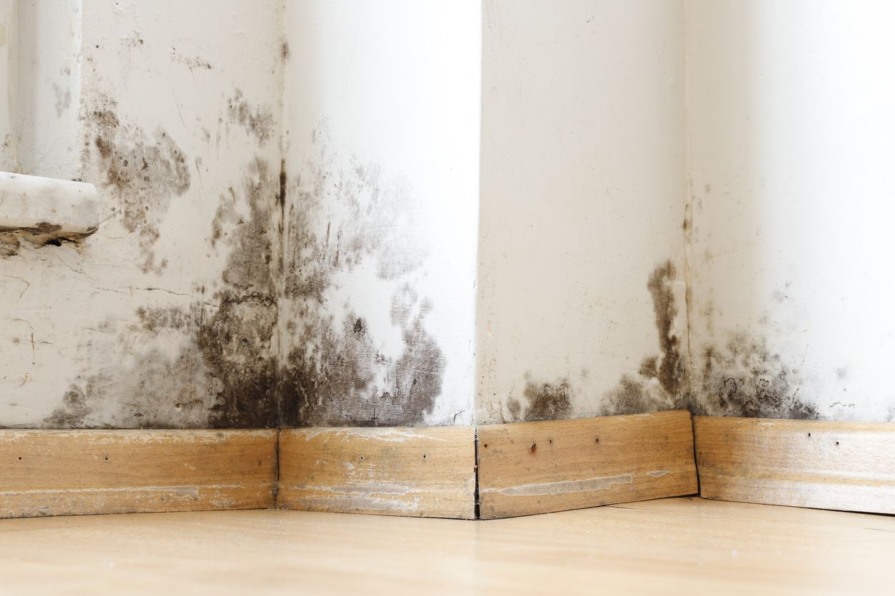 Mold growth on a white wall in a corner, with wooden baseboards and light brown flooring.