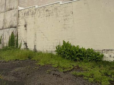 Grassy hillside against a weathered, yellow brick wall; green plants grow along the wall.